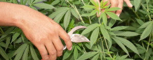 Lee más sobre el artículo Reglamentan la ley de Cannabis Medicinal y Cáñamo Industrial, 15 meses después de su sanción