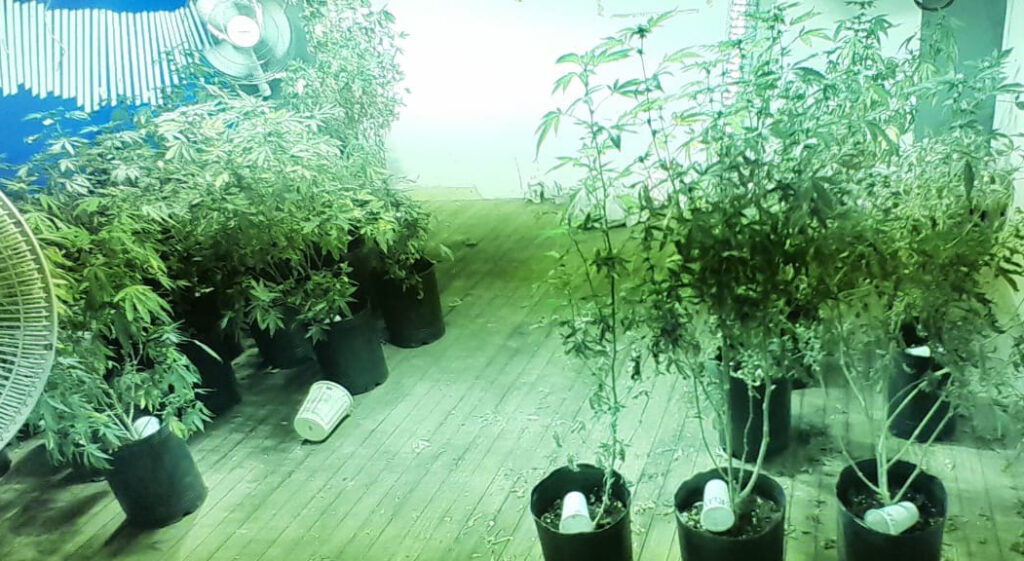 Lee más sobre el artículo Desbarataron un invernadero de marihuana en Paternal; secuestraron cocaína y «tusi»