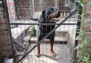 Lee más sobre el artículo Rescatan trece perros y secuestran arsenal en casa de detenido tras un choque