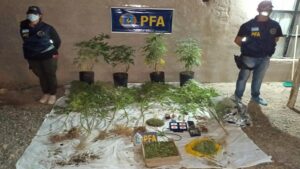 Lee más sobre el artículo La Plata: Destinan marihuana secuestrada en un procedimiento a la producción de cannabis con fines medicinales
