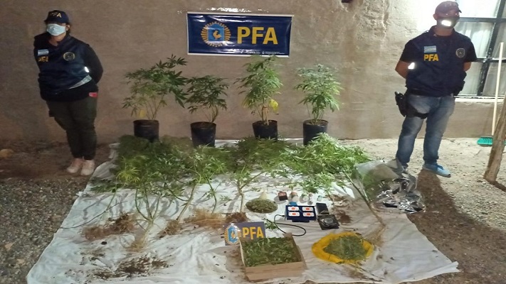 En este momento estás viendo La Plata: Destinan marihuana secuestrada en un procedimiento a la producción de cannabis con fines medicinales