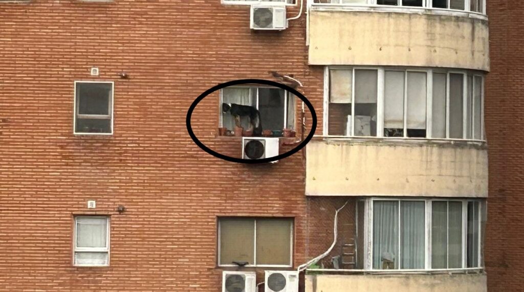 Lee más sobre el artículo Maltrato animal: Rescatan a un perro al que dejaban al borde de una ventana en un sexto piso