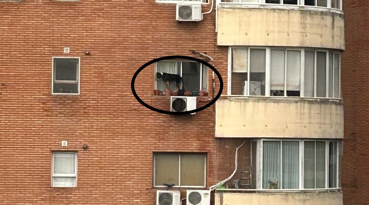 En este momento estás viendo Maltrato animal: Rescatan a un perro al que dejaban al borde de una ventana en un sexto piso