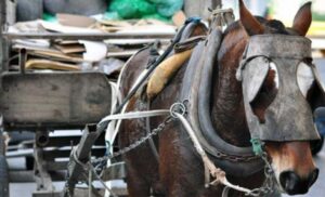 Lee más sobre el artículo Lomas: Rechazan la devolución a su dueño de un caballo que era usado para acarrear motos