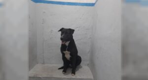 Lee más sobre el artículo Una mujer fue detenida tras mantener relaciones sexuales con su perro en Mar del Plata