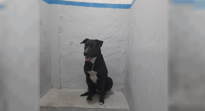 En este momento estás viendo Una mujer fue detenida tras mantener relaciones sexuales con su perro en Mar del Plata