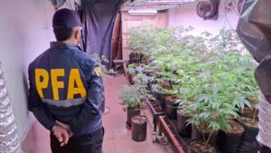 Lee más sobre el artículo Desmantelan dos viveros clandestinos de cannabis