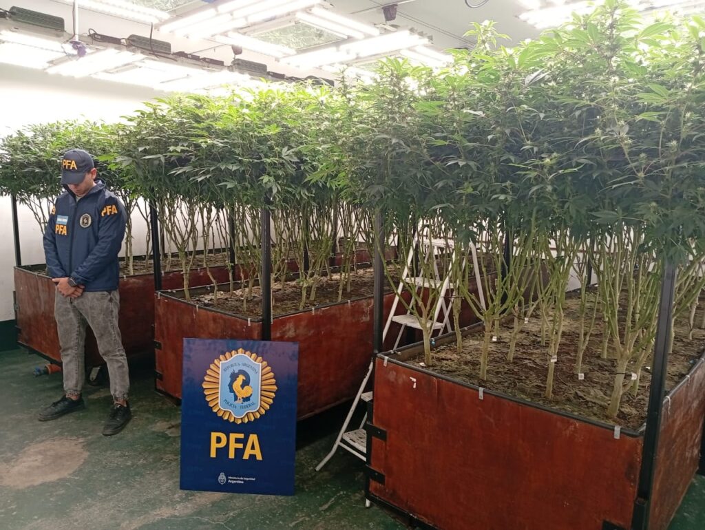 Lee más sobre el artículo Hallan un vivero clandestino de marihuana frente al Alto Avellaneda