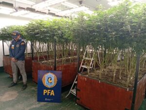 Lee más sobre el artículo Hallan un vivero clandestino de marihuana frente al Alto Avellaneda