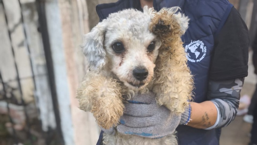Lee más sobre el artículo Rescatan 41 perros en estado de hacinamiento y abandono en una casa de Lanús