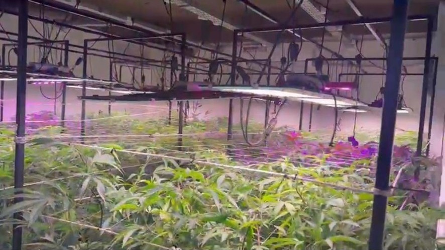 En este momento estás viendo Avellaneda: Descubren un invernadero indoor clandestina para cultivar cannabis