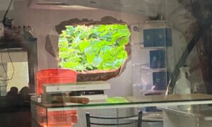 Lee más sobre el artículo Boqueteros asaltaron una joyería en pleno centro de Lomas