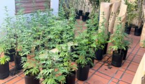 Lee más sobre el artículo Insólito: entró a robar marihuana en una casa donde había más de 100 plantas y lo detuvieron