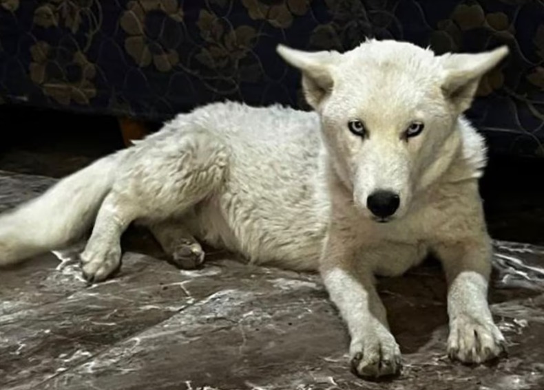 En este momento estás viendo Varela: Detienen a narco paraguaya y descubren un lobo blanco en su vivienda