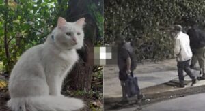 Lee más sobre el artículo Varela: identificaron a tres jóvenes que mataron a golpes a un gato indefenso