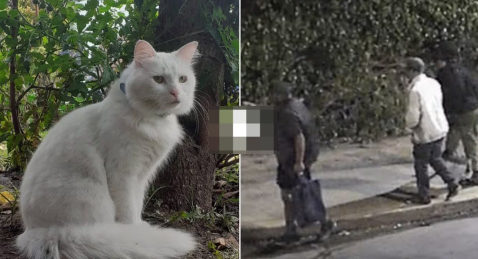 Varela: identificaron a tres jóvenes que mataron a golpes a un gato indefenso