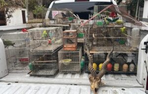 Lee más sobre el artículo Caza, ciberpatrullaje y entregas en Lomas: desbaratan una red que vendía animales silvestres
