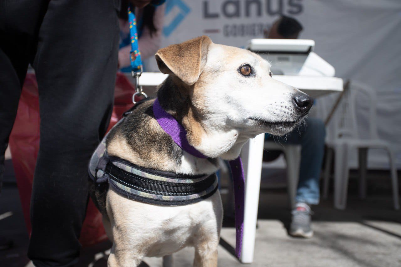 En este momento estás viendo Darán nuevos turnos para castraciones gratuitas de mascotas en Lanús: cómo y dónde anotarse