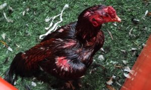 Lee más sobre el artículo Rescataron a más de 100 gallos de riña en un boliche de Brandsen